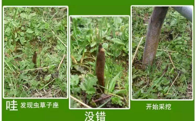 懒人种植十大紧缺药材