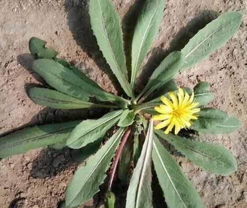 懒人种植十大紧缺药材