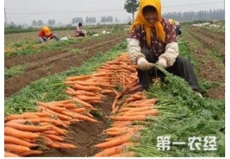 种萝卜的方法和步骤视频教程