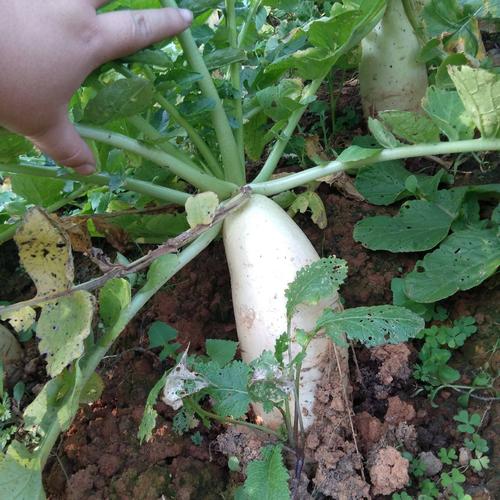 白萝卜种植密度