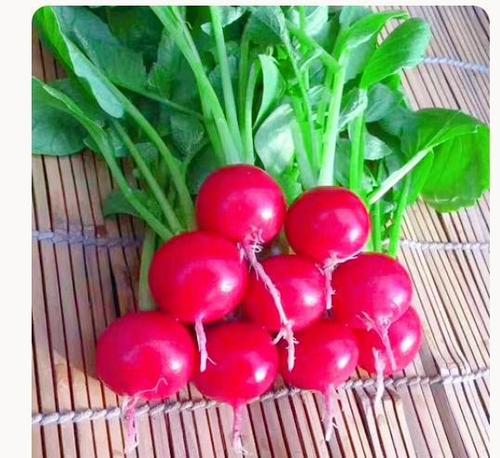 为什么老人说萝卜苗不能移栽