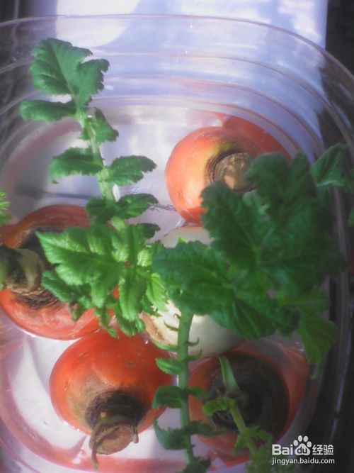 白萝卜移栽后会长萝卜吗