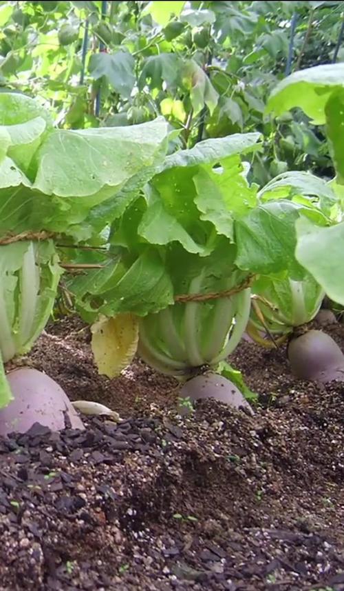 白萝卜可以移植种吗