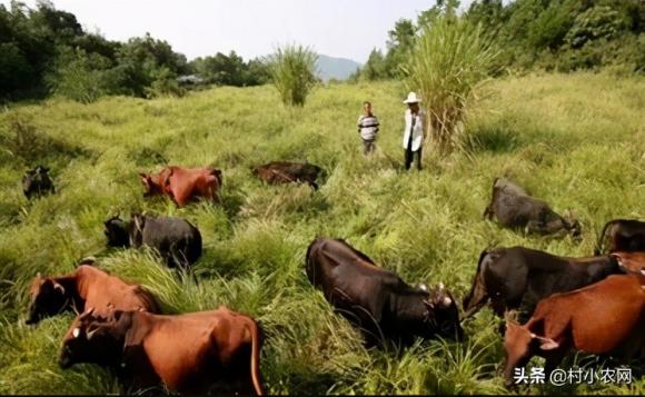 养殖业什么最赚钱农村