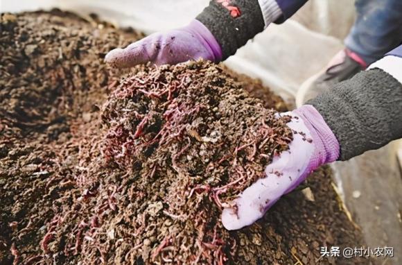 养殖业什么最赚钱农村