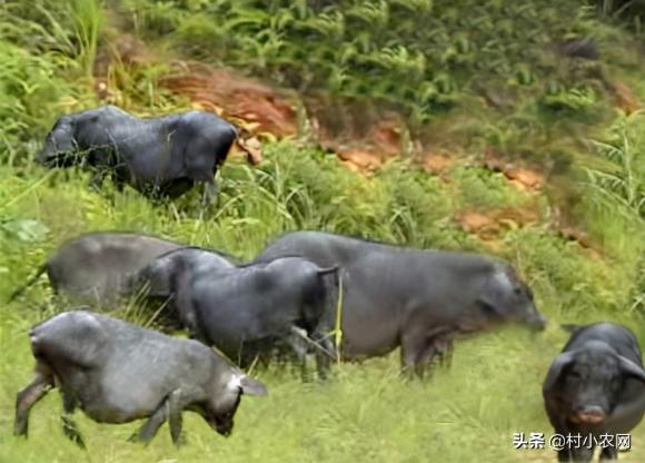 养殖业什么最赚钱农村