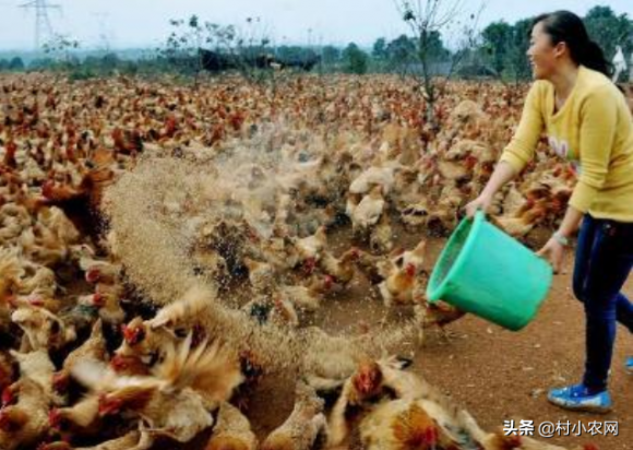 养殖业什么最赚钱农村