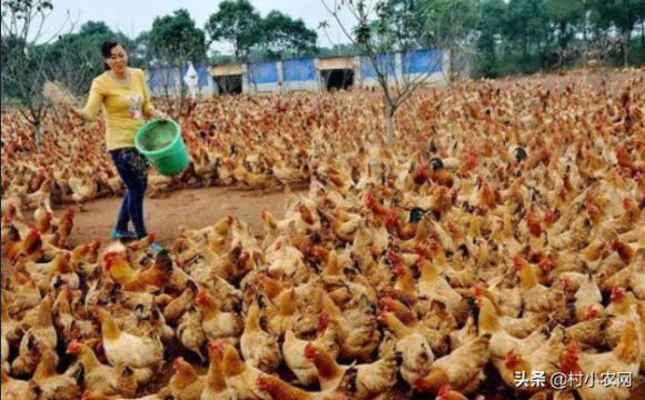 养殖业什么最赚钱农村