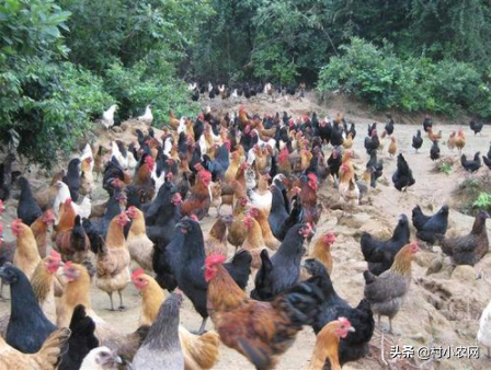 养殖业什么最赚钱农村