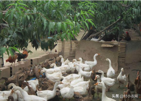 养殖业什么最赚钱农村