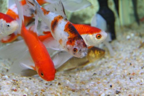 女人梦到鱼是什么征兆