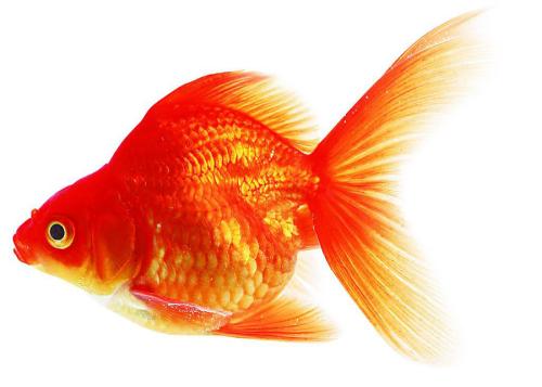 女人梦到鱼是什么征兆