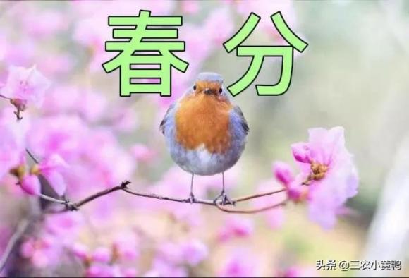 春分节气的含义是什么意思