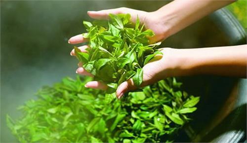 杀青什么意思是