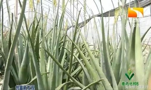 芦荟剪下来就可以种吗