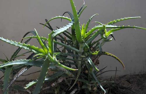 芦荟剪下来就可以种吗