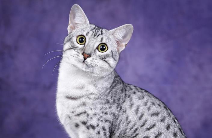 埃及猫是什么梗
