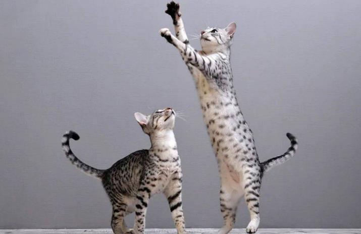 埃及猫是什么梗